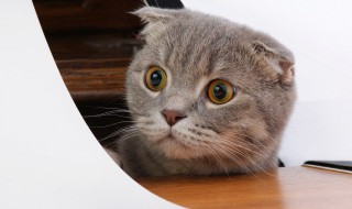 猫咬人下狠口怎么教育 猫咬人下狠口怎么教育它