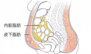 皮下脂肪怎么减掉（皮下脂肪怎么减掉吃什么）