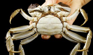 稻田蟹怎么做好吃 盘锦稻田蟹怎么做好吃