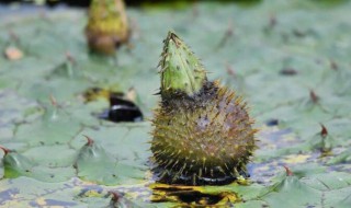 鸡头果怎么吃 滁州鸡头果怎么吃