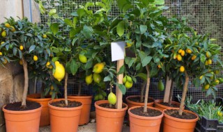 柠檬树盆栽怎么修剪 柠檬树盆栽怎么修剪视频