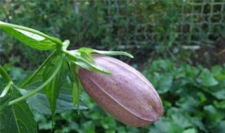 紫斑风铃草盆栽好养吗 紫斑风铃草盆栽好养吗怎么养