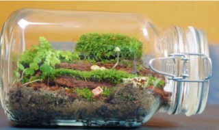 微景观生态瓶怎么养(如何做微景观生态瓶)
