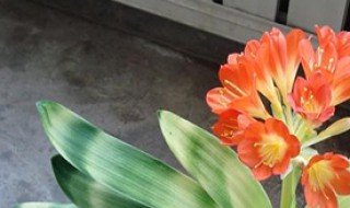 怎么才能种好花（怎么才能种好花呢）