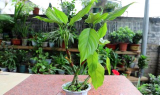 万年青长高了怎么修剪 万年青长高了怎么修剪枝条