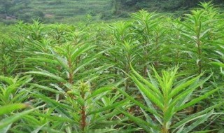 赶黄草的功效与作用 四川赶黄草的功效与作用