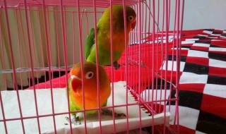 棕头牡丹鹦鹉多少天孵出小鸟 棕头牡丹鹦鹉多少天孵出小鸟的