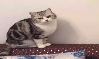 猫咪可以吃小米粥吗（猫咪可以吃小米粥吗?）