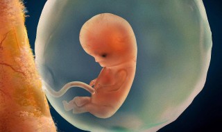 50天能看到胎心胎芽吗(同房50天能看到胎心胎芽吗)