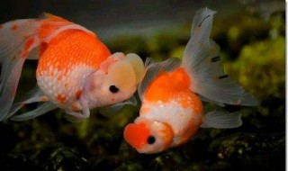 卧室里面可以养金鱼吗（卧室里面可以养金鱼吗风水）
