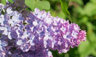 丁香花叶子发蔫怎么解决(丁香花叶子发蔫怎么解决方法)