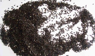 薰衣草如何收集种子 薰衣草种子怎么收集