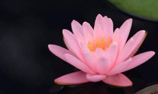 荷花是否有毒 荷花有毒吗?