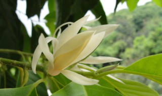 如何种植白兰花 怎么种植白兰花