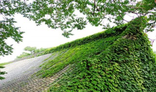 爬山虎如何进行种植 爬山虎如何进行种植技术