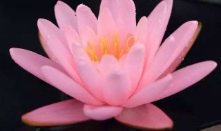 荷花可以放在卧室吗（荷花能放在卧室吗）