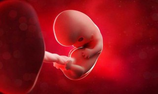 胚胎是什么（胚胎是什么样子的）