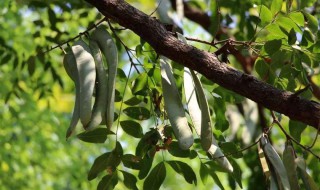 什么时候播种皂角树种（皂角树苗什么时候种植）