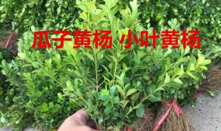 黄杨怎么浇水施肥（黄杨怎么浇水施肥最好）