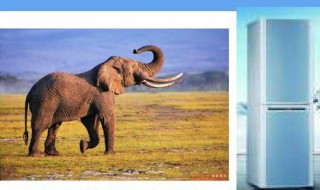 怎么把大象放进冰箱里 怎么把大象放进冰箱里全民烧脑