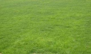 矮生百慕大草坪优缺点 矮生百慕大草坪修剪高度