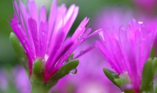 松叶菊黄叶如何解决 菊花黄叶干叶咋办