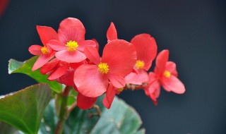 四季海棠的黄叶原因 四季海棠的黄叶原因分析