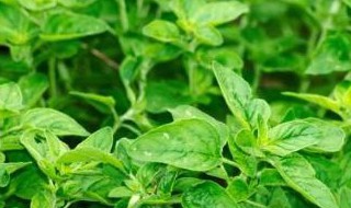 薄荷分株繁殖方法（薄荷分株繁殖方法有哪些）