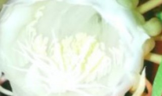 昙花黄叶如何解决 昙花黄叶如何解决方法