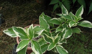 虎耳草的繁殖方法 虎耳草的繁殖方法是有性还是无性