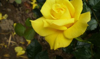 昙花黄叶的原因 昙花叶子发黄是什么是怎么回事