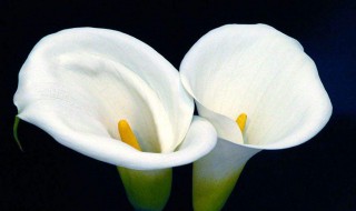 夏季马蹄莲是否可以换盆 夏季马蹄莲是否可以换盆栽