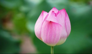 荷花是否可以土培（荷花是否可以土培养殖）