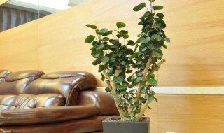 银兜树根烂了如何解决（兜兰烂根了怎么办）