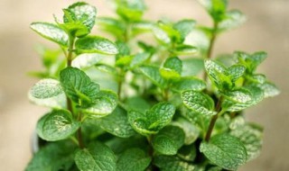 薄荷的播种方法是什么（薄荷什么温度播种）