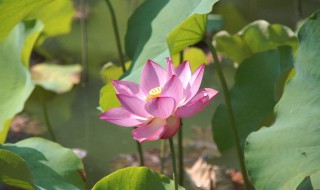 荷花是否可以淋雨 荷花是否可以淋雨呢