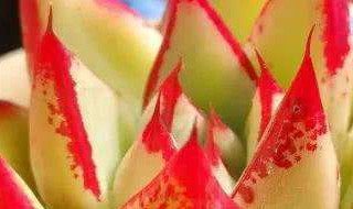 乌木的养殖方法是什么（乌木如何养殖）