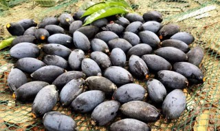 乌榄的养殖方法是什么 乌榄的养殖方法是什么样的