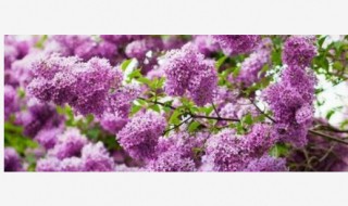 丁香花的花语 丁香结的花语