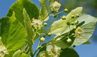 菩提树的养殖方法（小盼菩提树的养殖方法）