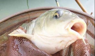 2.5子线能钓多大鱼 4.0主线2.5子线能钓多大鱼