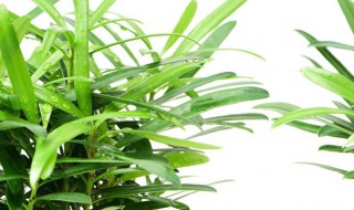 牡丹吊兰烂根是什么原因（牡丹吊兰为什么烂根）