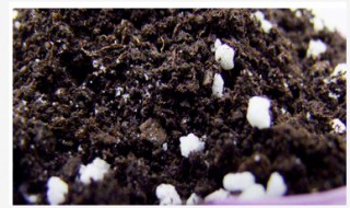 春驹烂根如何解决