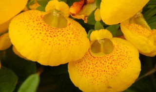 荷苞花的养殖方法 荷包花的养殖方法