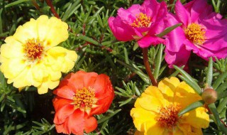 如何处理太阳花烂根（太阳花烂根怎么处理）