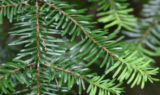 铁杉的养殖方法 铁杉的养殖方法和技术