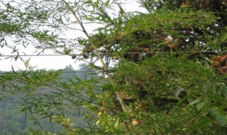 电线被树枝挡住有影响吗?（电线和树枝相互交错,有什么隐患）