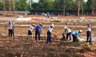 可以把什么埋在土里作肥料（可以把什么埋在土里作肥料用）