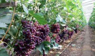葡萄苗几年结果（葡萄苗几年结果多）