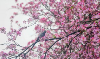 柳州紫荆花什么时候开 柳州紫荆花开到什么时候